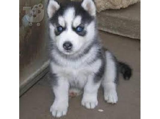 PoulaTo: Σιχ Τσου καθαροαιμο κουταβακι